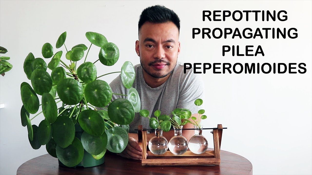 How To Propagate Pilea: Tips and Tricks for a Flourishing Collection