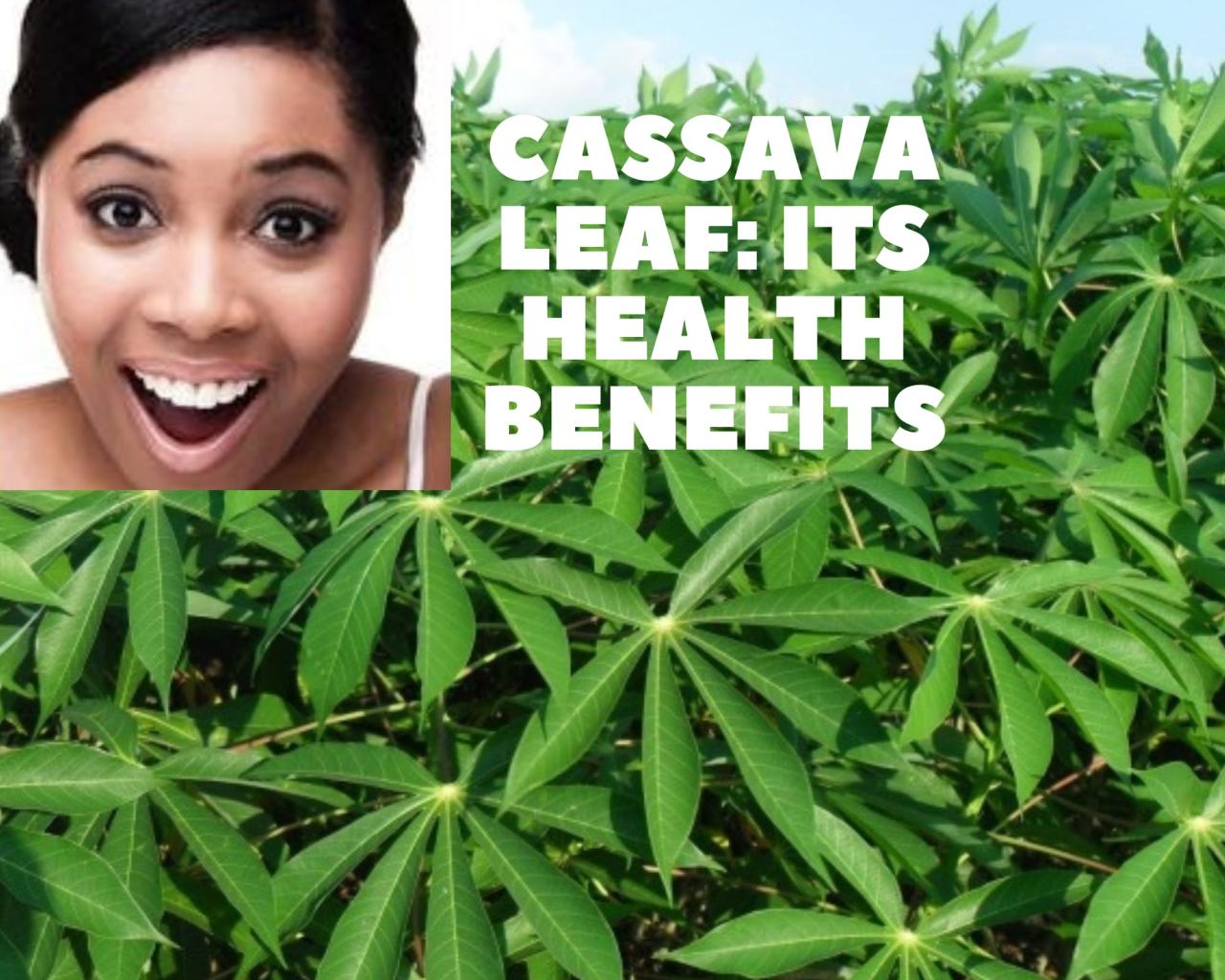 How Cassava Leaf Can Boost Your Immune System Naturally