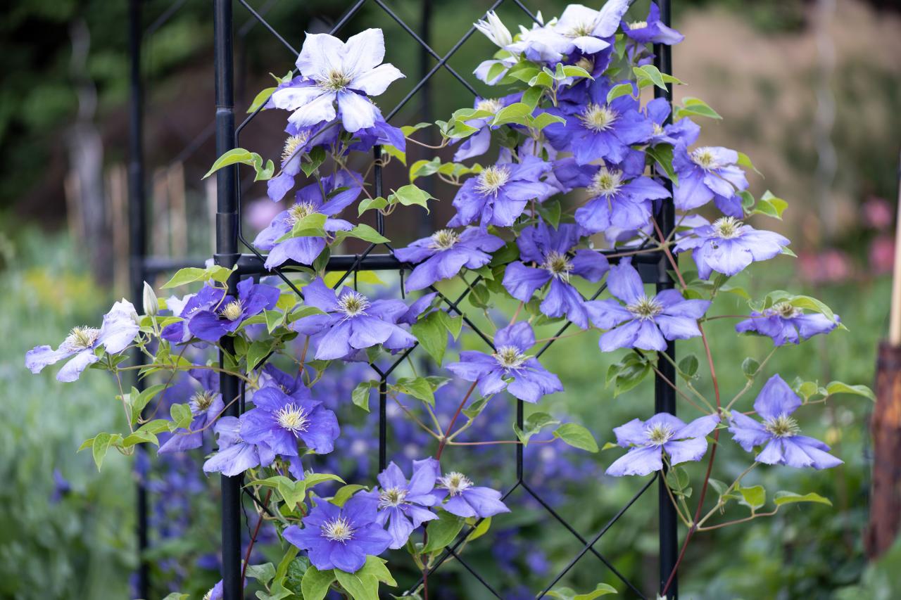 How to Make Clematis Propagation Easy and Effective