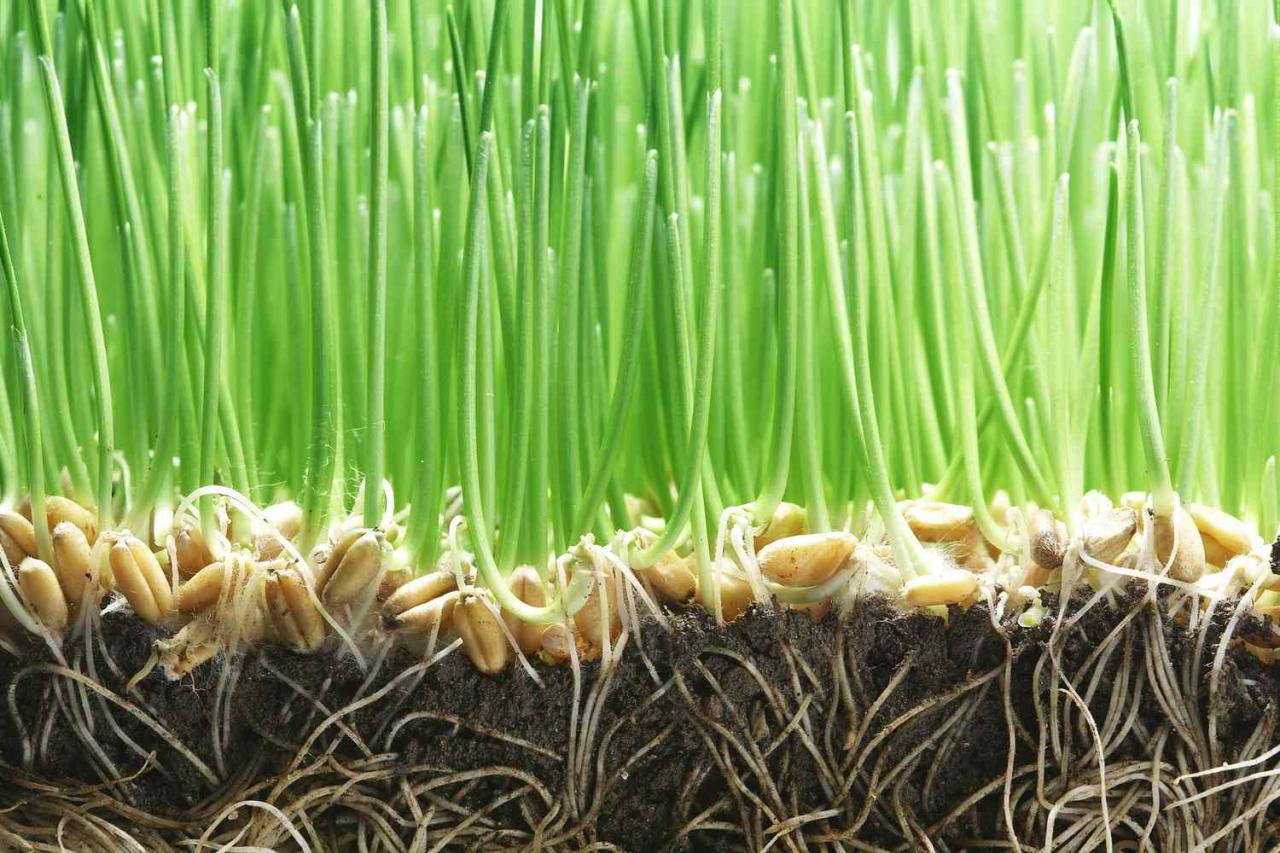 Will Grass Seed Germinate in September? Tips and Tricks