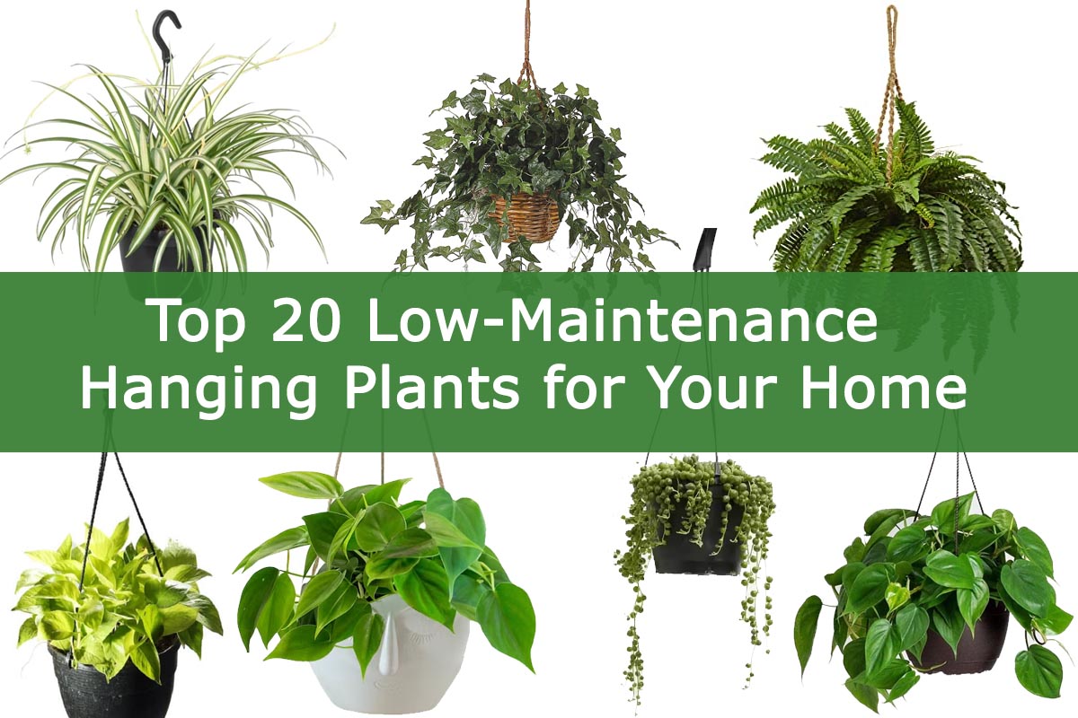 Hanging Plants That Dont Require Much Water: Easy Care for Busy Lives