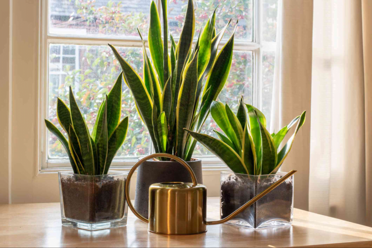 The Ultimate Guide to Watering Your Snake Plant