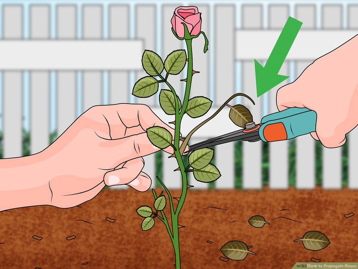 Unlock the Full Potential of Your Roses: Propagate From Cuttings