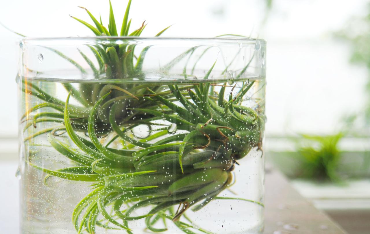 How to Water Air Plants with Distilled Water