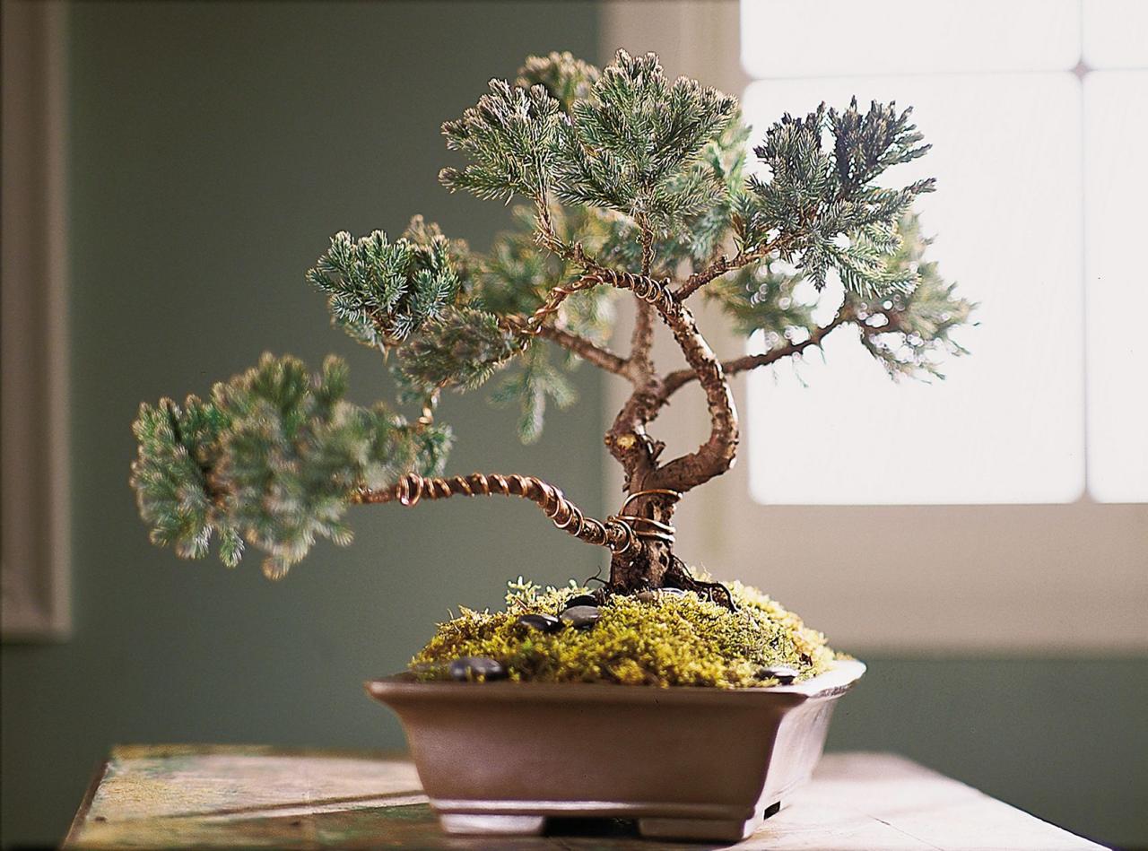 How to Find the Perfect Bonsai Pot for a Thriving Tree