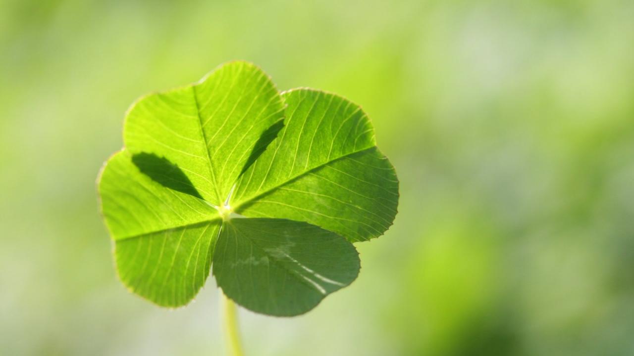 How to Identify and Grow a Four Leaf Clover for Luck and Prosperity