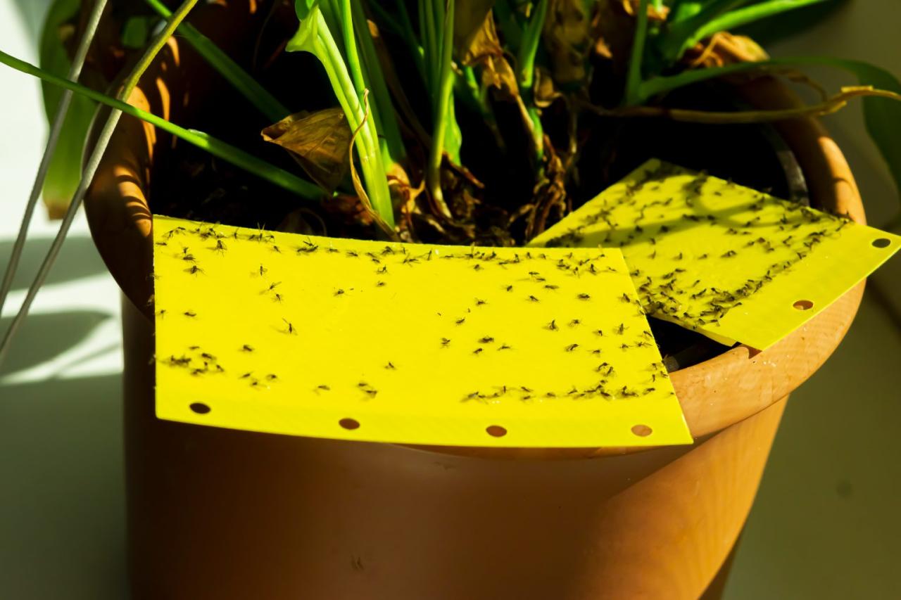 The Best Organic Ways to Control Gnats in Plants