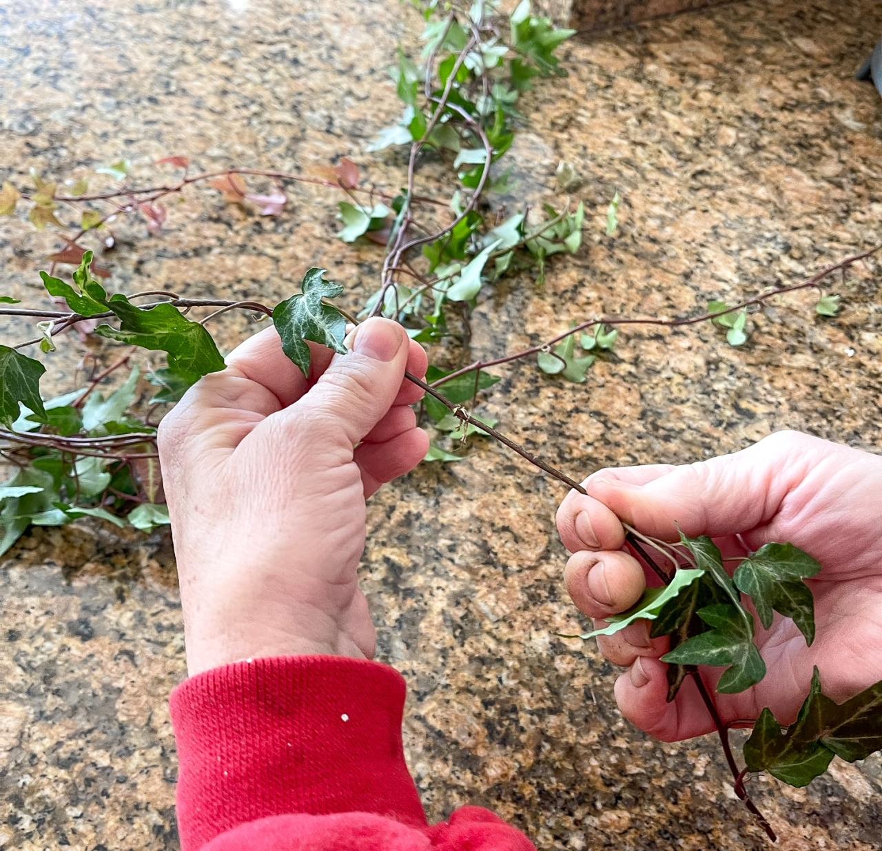 How to Propagate Ivy from Cuttings – Even for Beginners