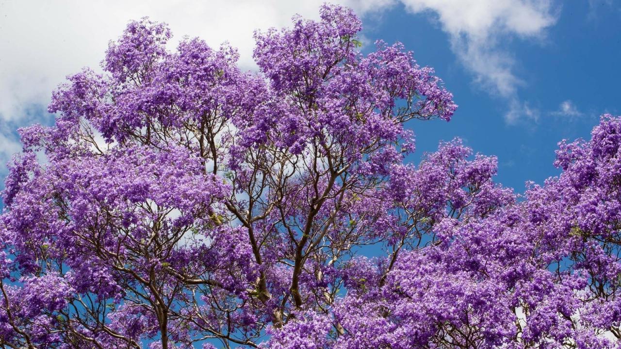 Jacaranda Tree Magic: Cultivating and Maintaining This Stunning Tree