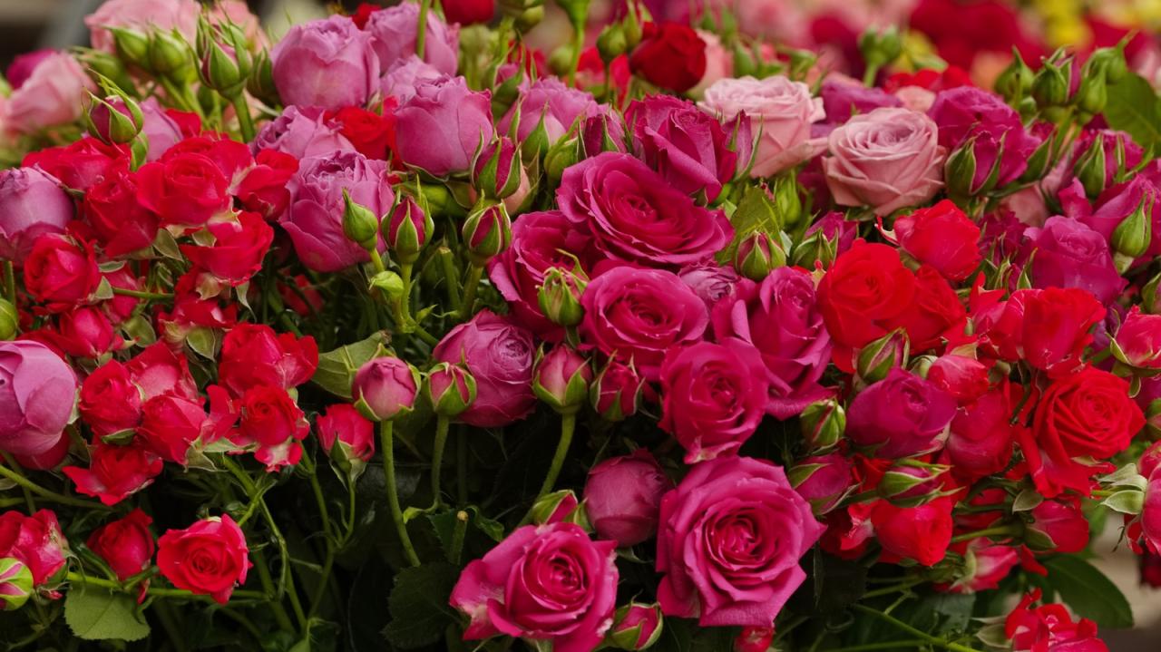 How to Choose the Right Time to Plant Roses for Success