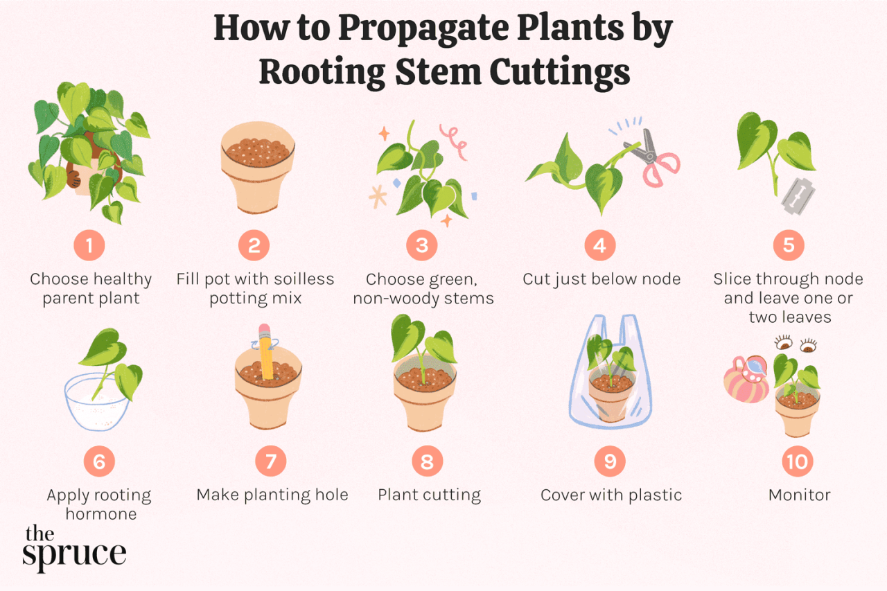 How to Propagate Your Rodgers Plant Easily and Effectively