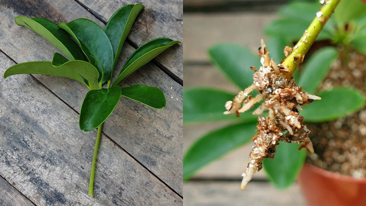 The Complete Guide to Growing New Schefflera Plants from Cuttings