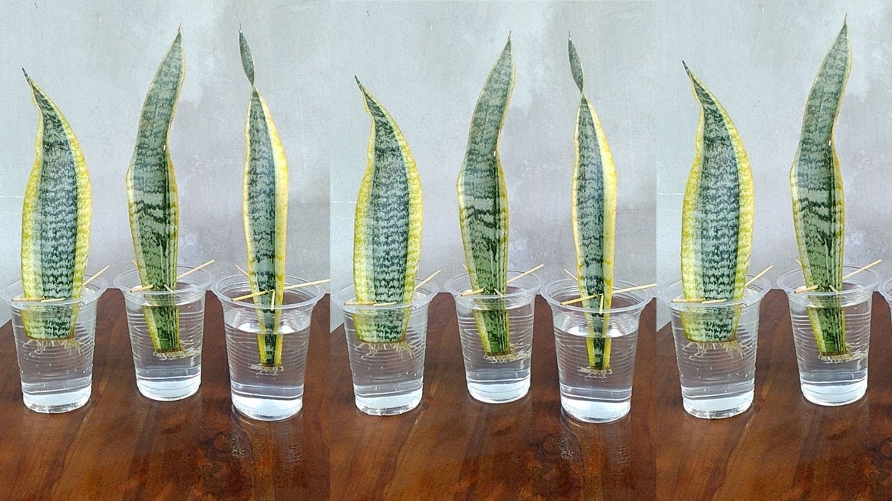 The Ultimate Guide to Watering Your Snake Plant