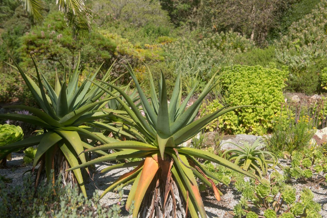 Why Spiky Seeds Are More Important to Plants Than You Think