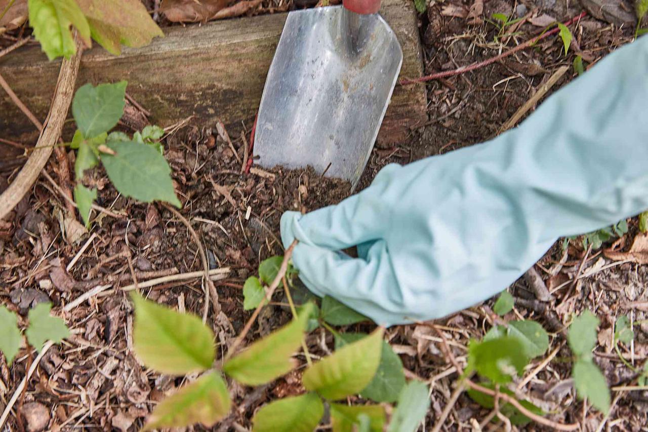 The Most Effective Ways to Remove Poison Ivy Safely in Flower Beds