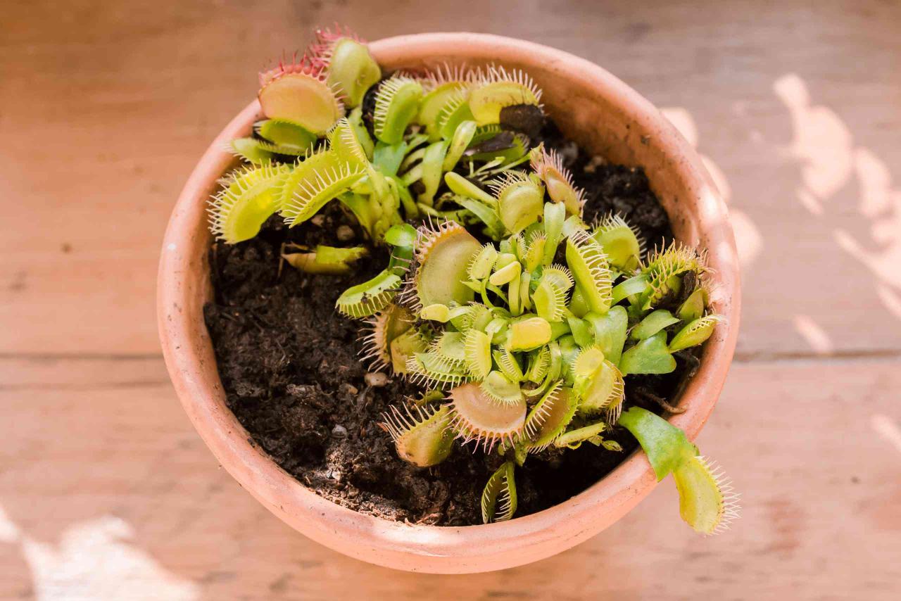 Maximize Your Venus Fly Trap Collection with This Propagation Guide