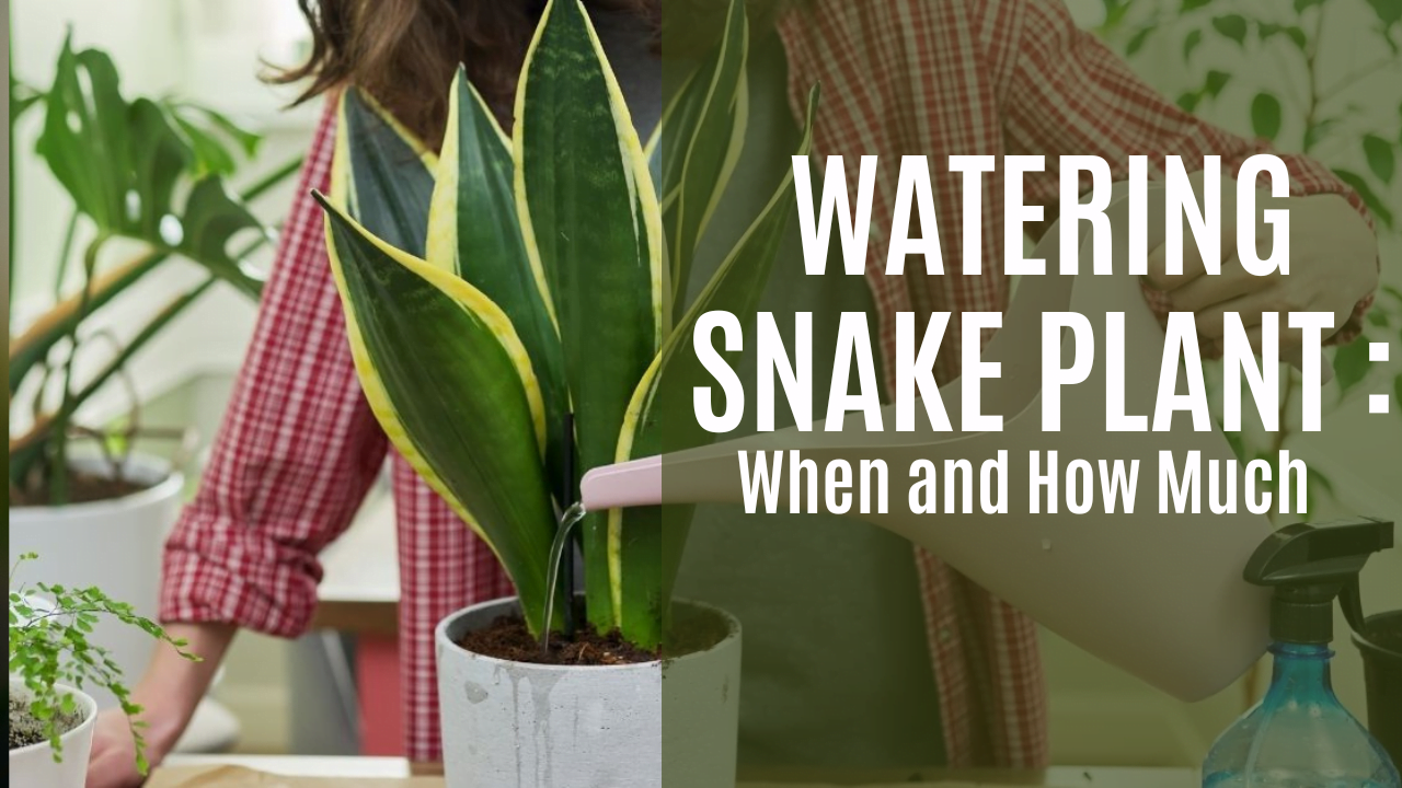 The Ultimate Guide to Watering Your Snake Plant